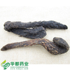 Herba Cistanches / 肉苁蓉(软) / Rou Cong Rong