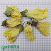 Flower of Sunset Abelmoschus / 黄蜀葵花 / Huang Shu Kui Hua